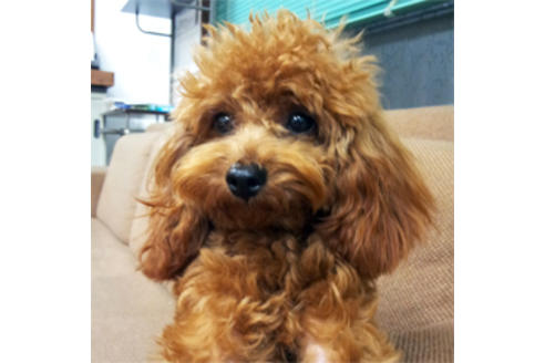 販売中のティーカッププードルの親犬