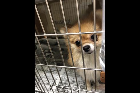 販売中のポメラニアンの親犬