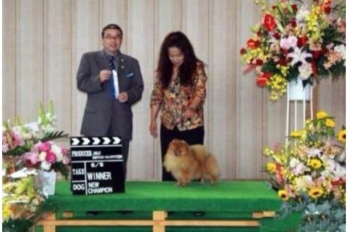 販売中のポメラニアンの親犬