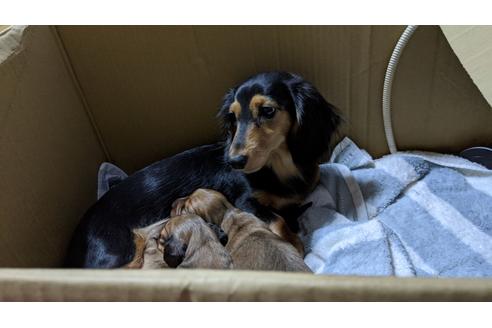 販売中のミニチュアダックスフンド(ロングヘアード)の親犬