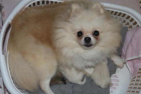 販売中のポメラニアンの親犬