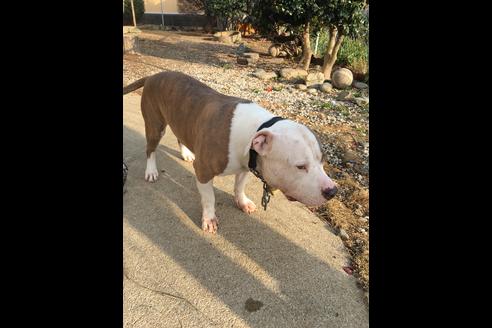 販売中のアメリカンピットブルテリアの親犬