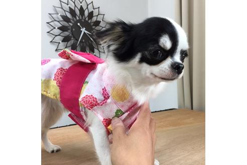 販売中のチワワ(ロングコート)の親犬