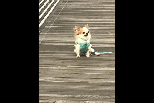 販売中のチワワ(ロングコート)の親犬