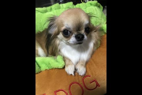 販売中のチワワ(ロングコート)の親犬
