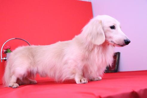 販売中のカニンヘンダックスフンド(ロングヘアード)の親犬