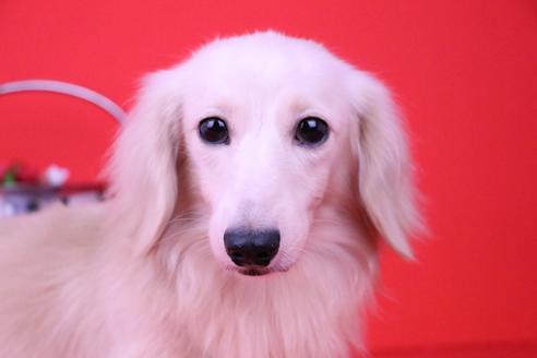 販売中のカニンヘンダックスフンド(ロングヘアード)の親犬