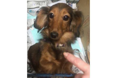 販売中のカニンヘンダックスフンド(ロングヘアード)の親犬