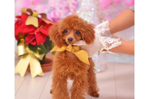 販売中のタイニープードルの親犬
