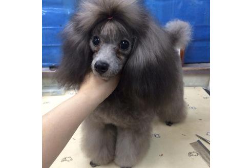 販売中のタイニープードルの親犬