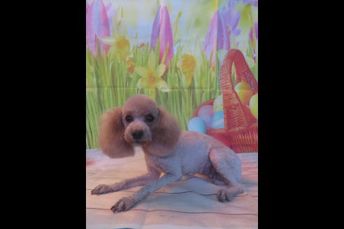 販売中のトイプードルの親犬