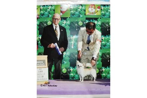 販売中のチワワ(ロングコート)の親犬