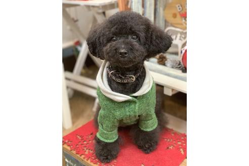販売中のタイニープードルの親犬