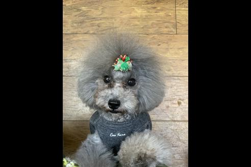 販売中のタイニープードルの親犬