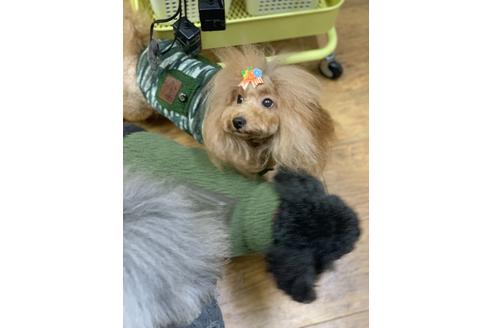 販売中のティーカッププードルの親犬