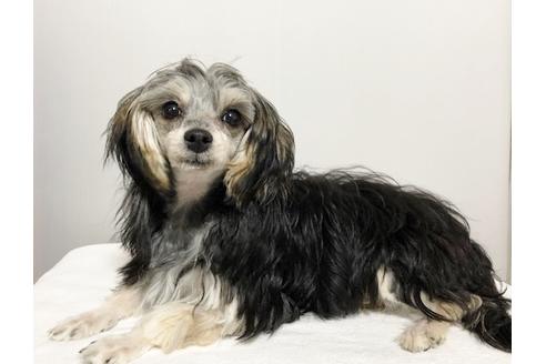 販売中のミックス犬の親犬