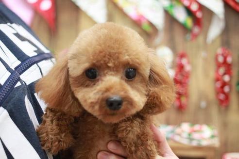 販売中のトイプードルの親犬