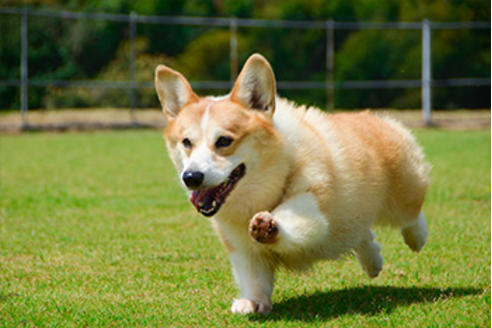 門前裕司ブリーダーの詳細