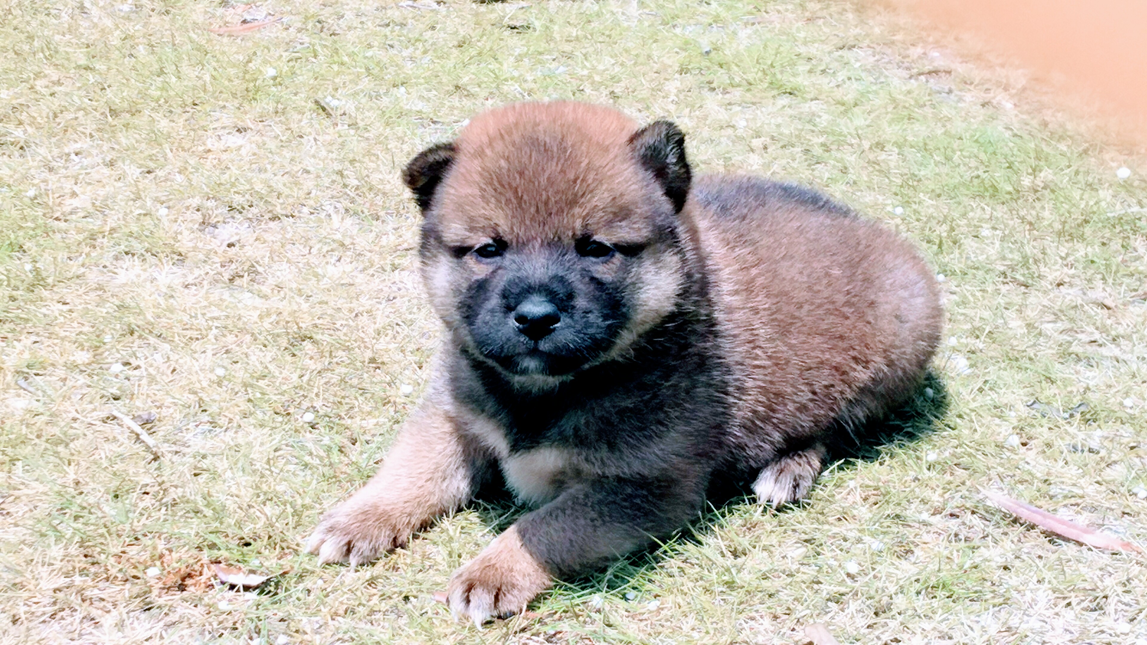 岩瀬ブリーダー