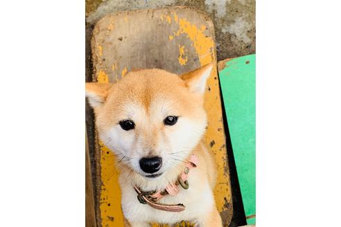 販売中の豆柴の親犬