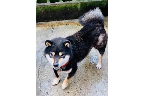 販売中の豆柴の親犬