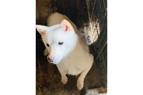販売中の豆柴の親犬
