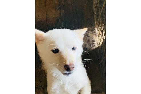 販売中の豆柴の親犬