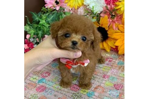 東京都のティーカッププードル 女の子 19 11 30生まれ マイクロティーカップ サイズ予想とっても可愛らしいキュートな女の子です 子犬id ブリーダーナビ