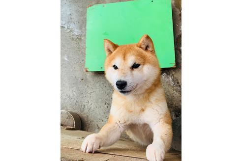 販売中の豆柴の親犬