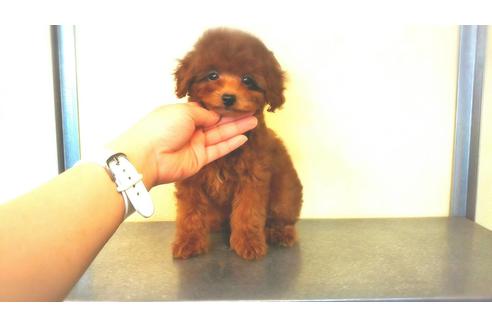 販売中のトイプードルの親犬