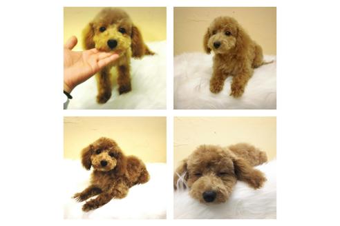 販売中のトイプードルの親犬