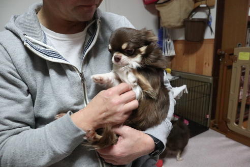 販売中のチワワ(ロングコート)の親犬