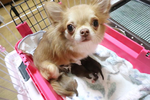 販売中のチワワ(ロングコート)の親犬