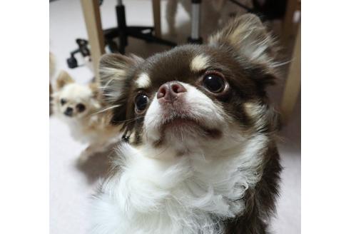 販売中のチワワ(ロングコート)の親犬
