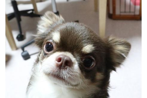 販売中のチワワ(ロングコート)の親犬