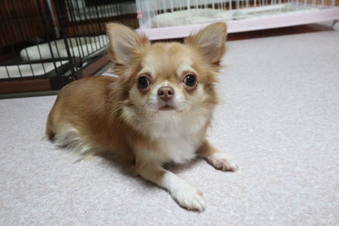販売中のチワワ(ロングコート)の親犬