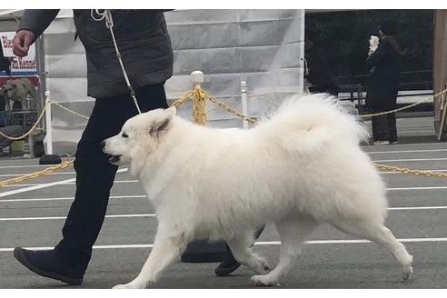 販売中のサモエドの親犬