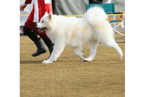 販売中のサモエドの親犬