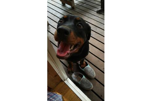 販売中のロットワイラーの親犬