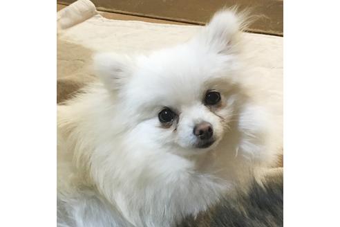 販売中のポメラニアンの親犬