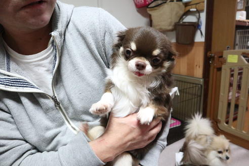 販売中のチワワ(ロングコート)の親犬