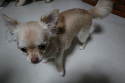 販売中のチワワ(ロングコート)の親犬