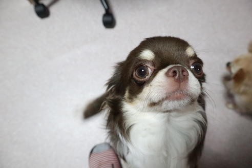 販売中のチワワ(ロングコート)の親犬