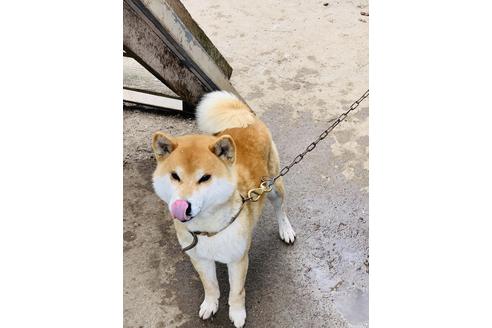 販売中の柴犬の親犬