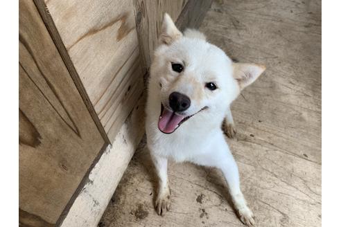 販売中の柴犬の親犬