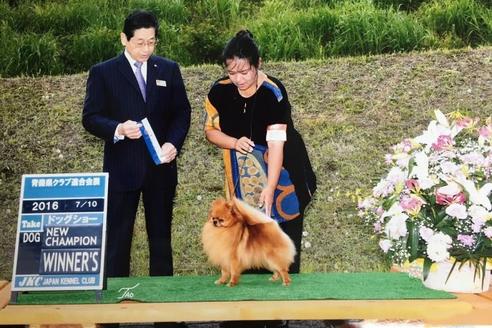 販売中のポメラニアンの親犬