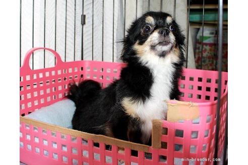 販売中のチワワ(ロングコート)の親犬