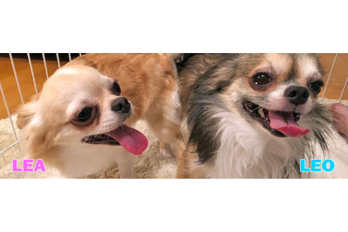 販売中のチワワ(ロングコート)の親犬