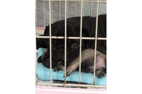 販売中のパグの親犬