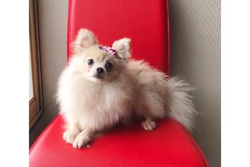 販売中のミックス犬の親犬